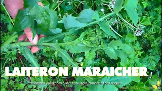 Laiteron maraîcher, plante sauvage comestible, salade ou cuit.