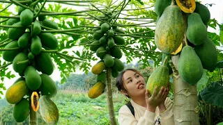 Harvesting the papaya garden to sell at the market - Cooking with the dogs | Chúc Thị Dương