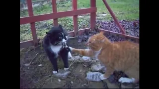 Жестокие Схватки Котов / Cruel Fight Of Cats