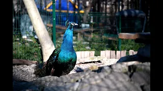Кишиневский Зоопарк март 2023 CHISINAU ZOO