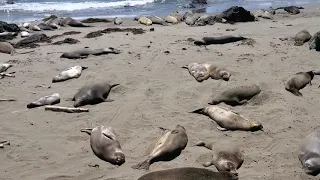 Pacific Coast Highway - ELEPHANT SEALS OF SAN SIMEON