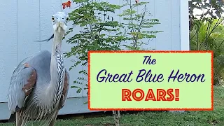The Great Blue Heron Roars!