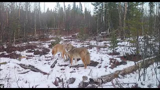 Trail Camera Video – Dec 2, 2023