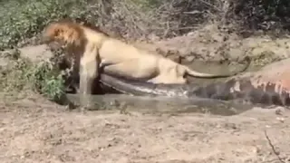 WOW 😯 A Lion’s power is unbelievable 😳