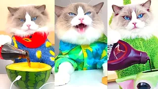 Cats Make Food 2022 😹 "That Little Puff" Cooking Compilation #14