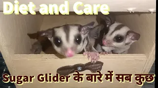 sugar glider information as pets in Hindi | Diet, care and price in India