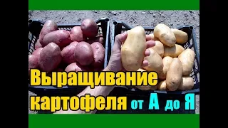 Выращивание картофеля от А до Я