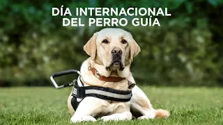 Así se adiestra a un perro guía en la Fundación ONCE