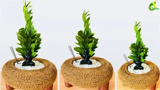 ZZ Plant Decoration In Your Living Room/Zamioculcas Zamiifolia/Zanzibar Gem Plant/ORGANIC GARDEN