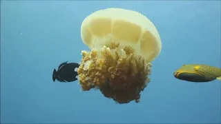 Все о медузах для детей: Медузы для детей