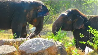 Elephant: king of the kalahari  World life animal.....