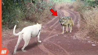 This Stupid Wolf Faced the Wrong Dog..It Paid Heavy Price