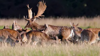 Fallow deer from Hindsgavl park