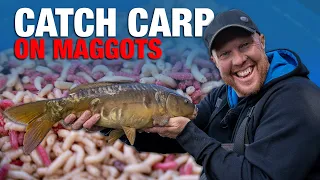 Catch Carp On Maggots | Basics Pole Fishing Guide