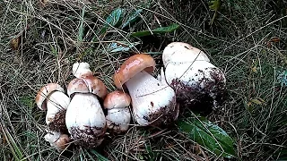 Білі Гриби в Карпатах під час Дощу!  Mushrooms in the Carpathians during the Rain!