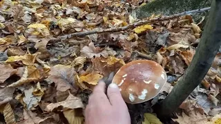 Ой вай ЧУДОВИЙ ГАЙ/Полювання тихим осіннім лісом:13/10/2022  Білі Гриби Боровики..mushrooms