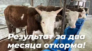 Откорм бычков. Сарай новичка по откорму, результат за 2 месяца откорма.fattening bulls