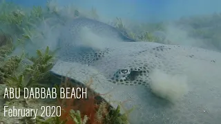 Abu Dabbab Beach - dugong, turtles, seahorses/February  2020//Абу Даббаб - дюгонь, черепахи