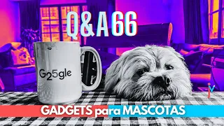 Gadgets para MASCOTAS | DDR 4 o DDR 5 | ¿Qué USB guarda info por AÑOS? | RESPONDO TODO | Q&A 66