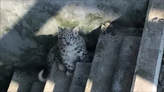 旭山動物園 ユキヒョウ（ジーマと赤ちゃん）お客さんがいっぱい