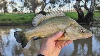 My First Successful Yellowbelly (Golden Perch) Fishing Trip This Spring