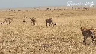 Shaky video cheetah playing with baby gazelle before eating it kisaru family