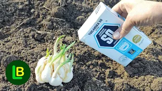 Never plant garlic and onions without this. Bulbs will be healthy and large