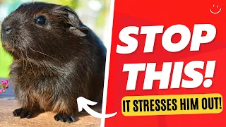 5 things guinea pigs hate / what makes them stressed