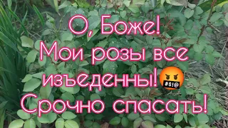 Ужасные дыры на листьях роз! 😱Все в ужасе, а я РАДУЮСЬ ПРИСУТСТВИЮ ЭТОГО "ВРЕДИТЕЛЯ" В САДУ !