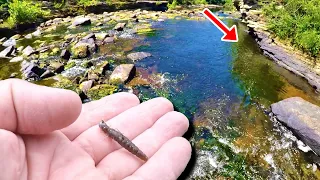 This Little Bitty Fishing Lure Is Catching Absolutely EVERYTHING!