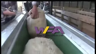 sheep slaughter line of modern slaughterhouse of goat abattoir equipment price of V type conveyor