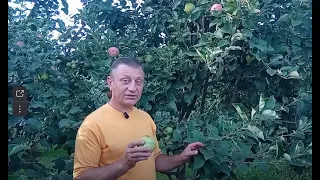 Раннелетние сорта яблони в Башкирии