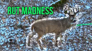 BUCK DOWN WITH BOW! - Saddle Hunting Public Land Whitetail