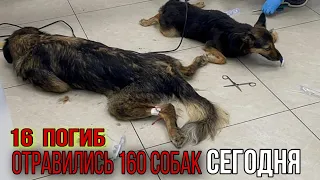 Сегодня  погибли 16 собак.   подмосковном приюте отравились около 160 собак.