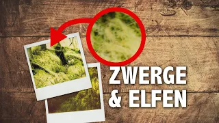 ZWERGE & ELFEN - Das sagenhafte Erlebnis des Ingomar von Lex