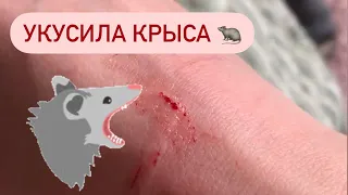 Почему крыса кусается | Уборка в клетке крыс 🐀