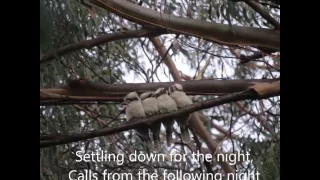 Kookaburra Cuddles