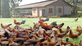 10000 LOCAL CHICKEN FARM - Cheaply and locally set-up. Ep.1