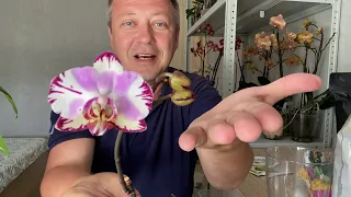 ОРХИДЕИ УЦЕНКИ после МУЧНИСТОГО ЧЕРВЕЦА и пересадки орхидей в составной грунт 29.05.2020