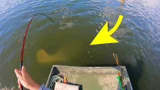 60 LB  SPILLWAY MONSTER eats a SWIMBAIT!!!