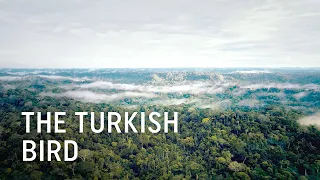 The Turkish Bird - Turkish Airlines