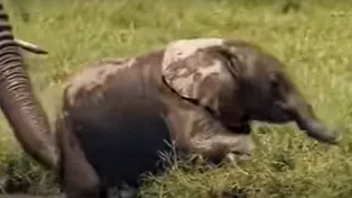 Baby African Elephants Struggle to Cross a Swamp in the Wild | BBC Studios