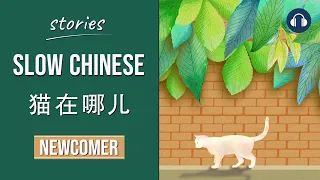 猫在哪儿 | Slow Chinese Stories Newcomer | Chinese Listening Practice HSK 1/2