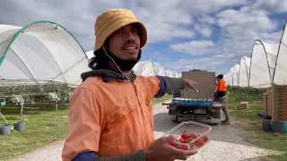 Timor Leste Strawberry harvest Season in Tasmania