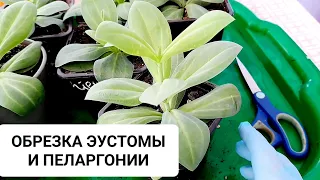 ОБРЕЗКА ЭУСТОМЫ И ПЕЛАРГОНИИ. КАК СДЕЛАТЬ ПЫШНЫЙ КУСТ.