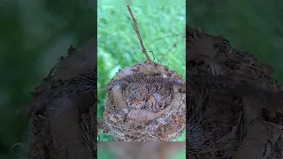 14 day Old Baby Allen's Hummingbird Starting Flappies. #babyhummingbird #babybird #hummingbirdchick