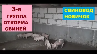 3-я группа свиней на откорме. Вес поросенка в 2 месяца. Докупили поросят. Свиноводство.