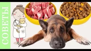 Проверь себя- правильно ли ты кормишь свою собаку. Мифы о корме собак