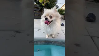 Should I jump in? | Happy Pomeranian