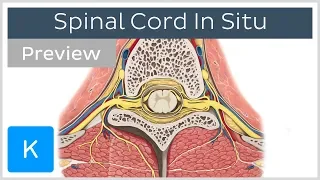 Spinal Cord in situ (preview) - Human Anatomy | Kenhub